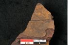 Foto (Detailansicht) von Monimia vestita Ettingshausen (NHMW-GEO-2024-0188-10376)